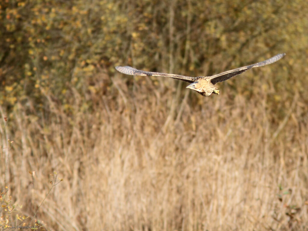 Eurasian Bittern, Flight