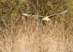 Eurasian Bittern