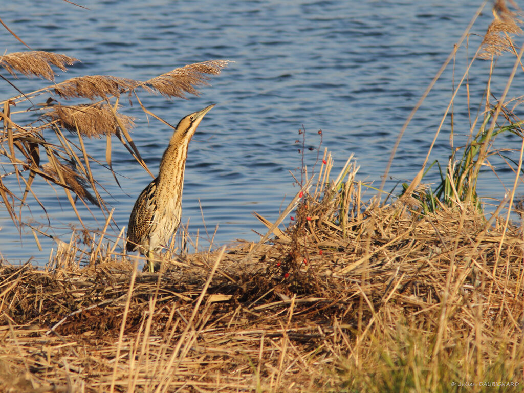 Butor étoilé, identification