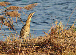 Eurasian Bittern