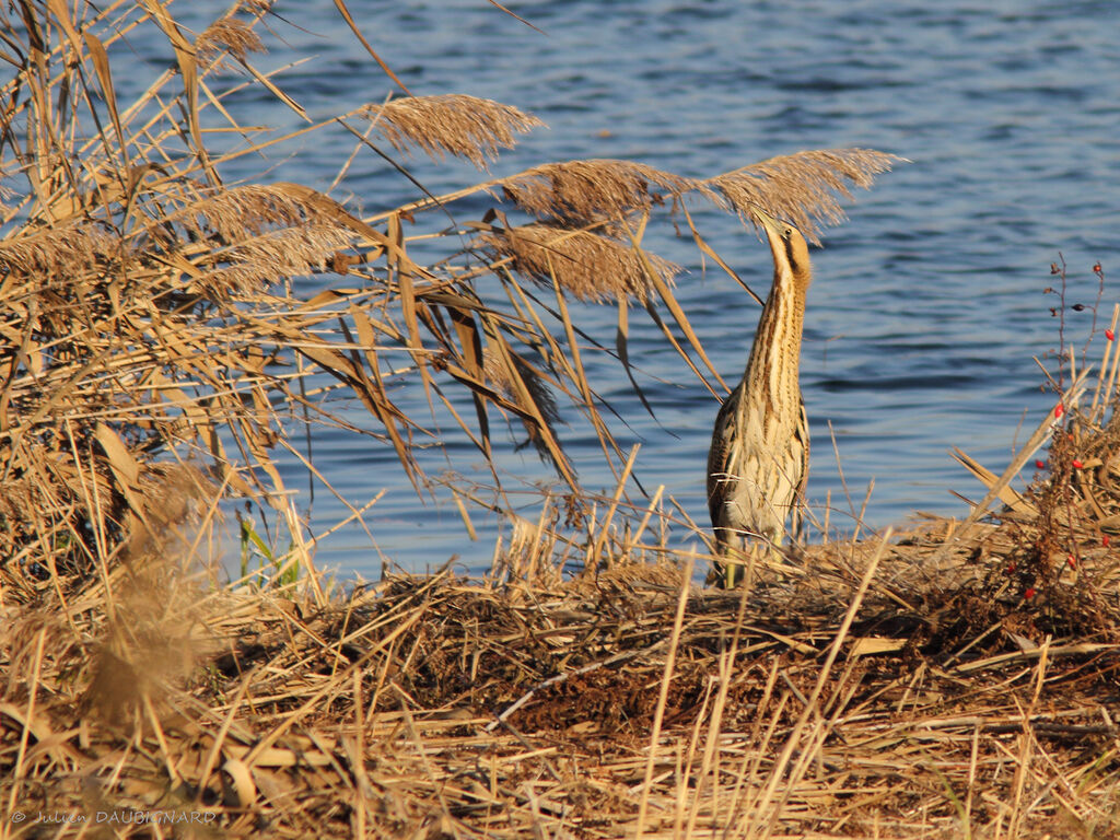 Eurasian Bittern, identification