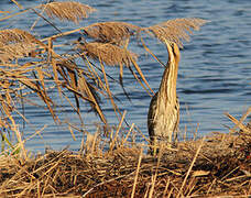 Eurasian Bittern