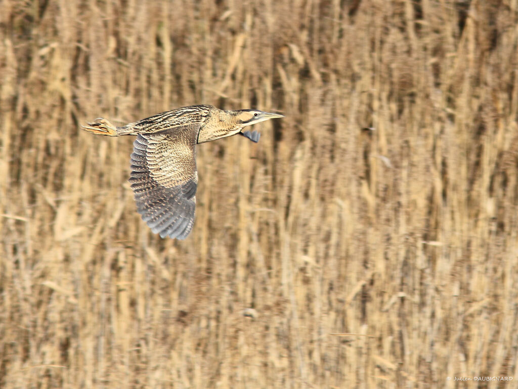 Eurasian Bittern, Flight