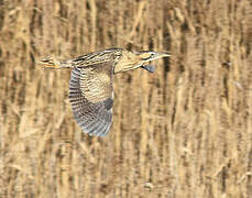 Eurasian Bittern