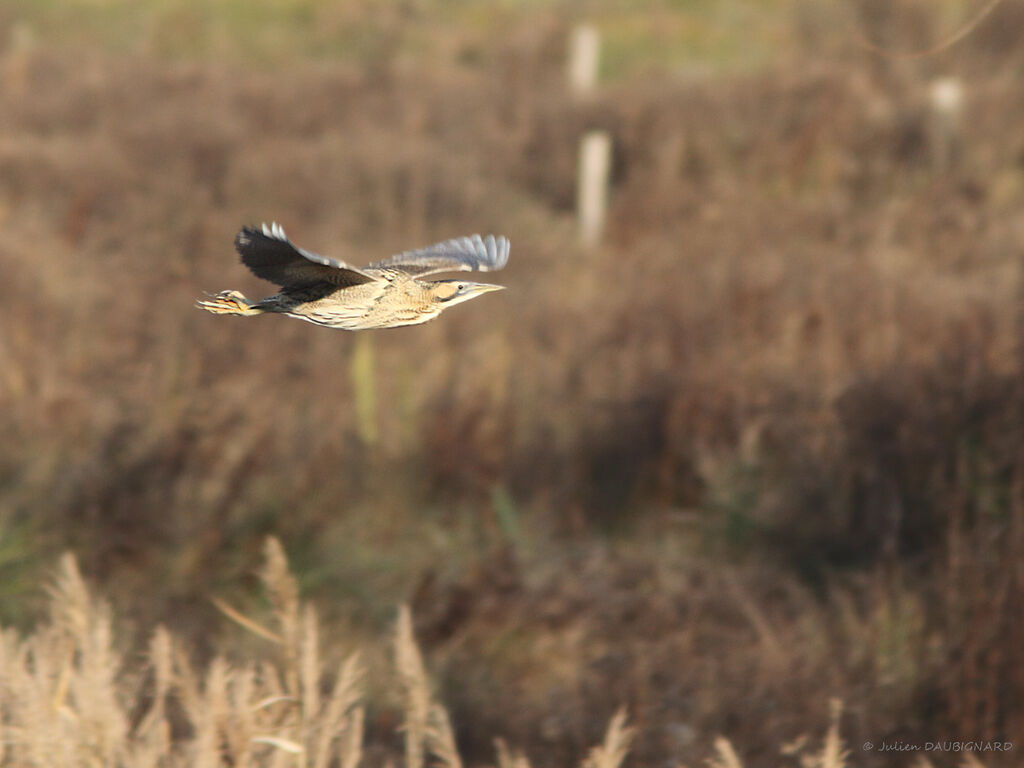 Eurasian Bittern, Flight