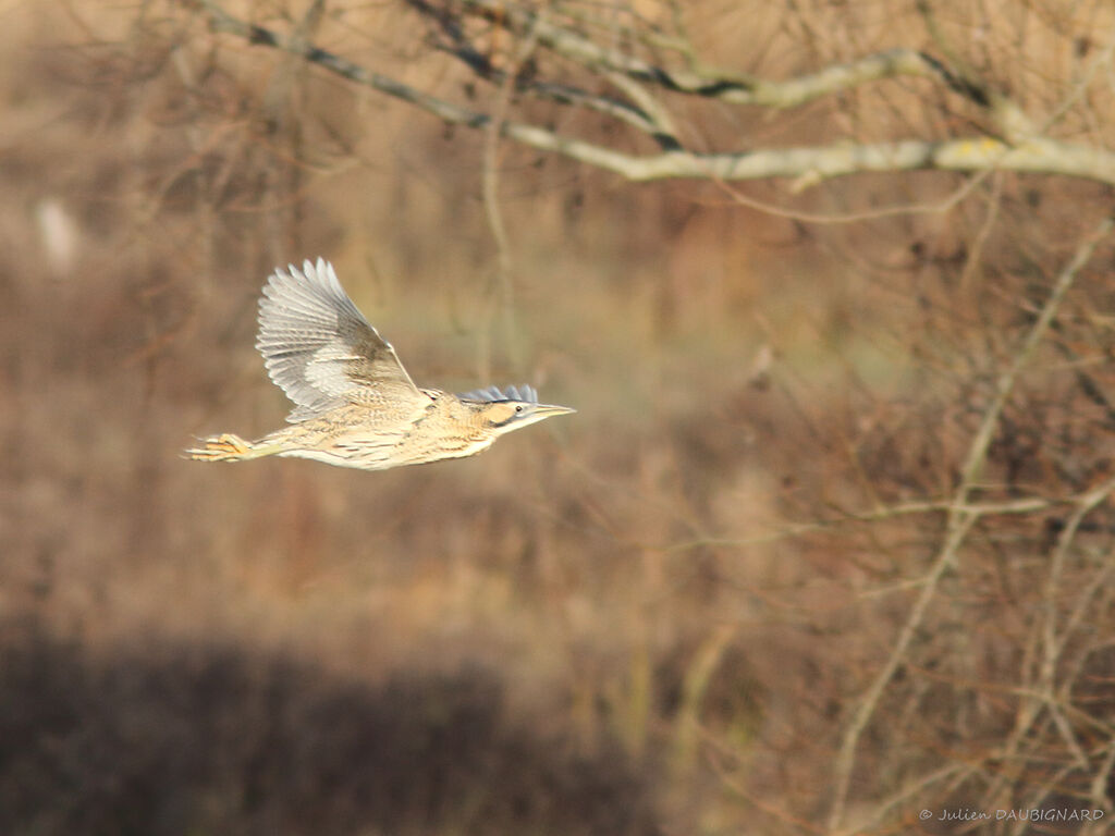 Eurasian Bittern, Flight