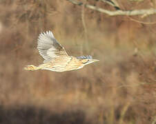 Eurasian Bittern