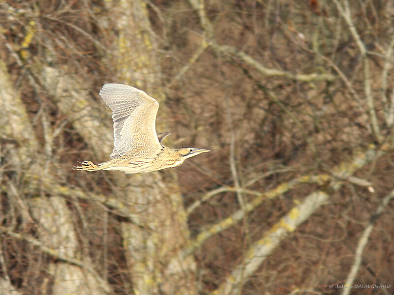 Eurasian Bittern, Flight