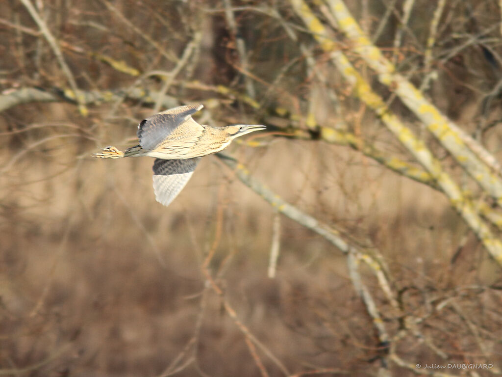 Eurasian Bittern, Flight