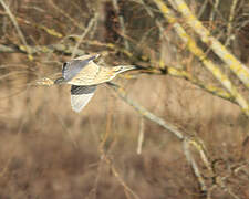 Eurasian Bittern