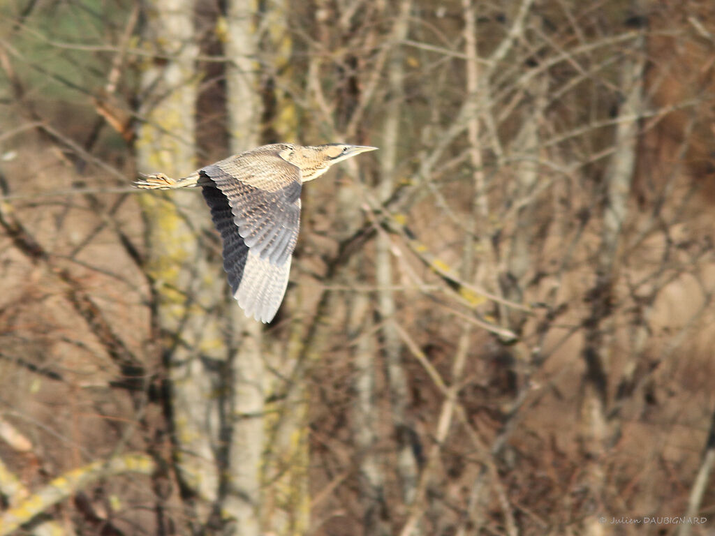 Eurasian Bittern, Flight