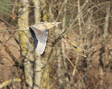 Eurasian Bittern