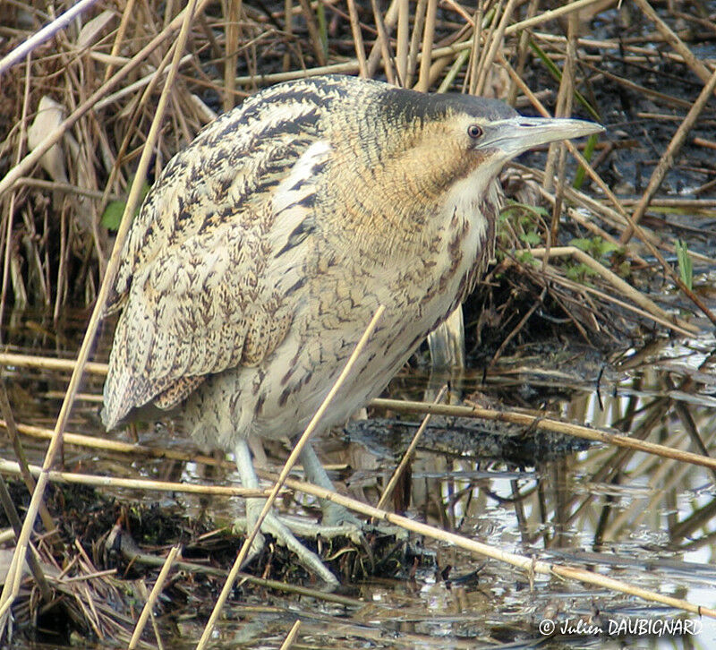 Eurasian Bittern