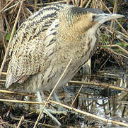 Eurasian Bittern