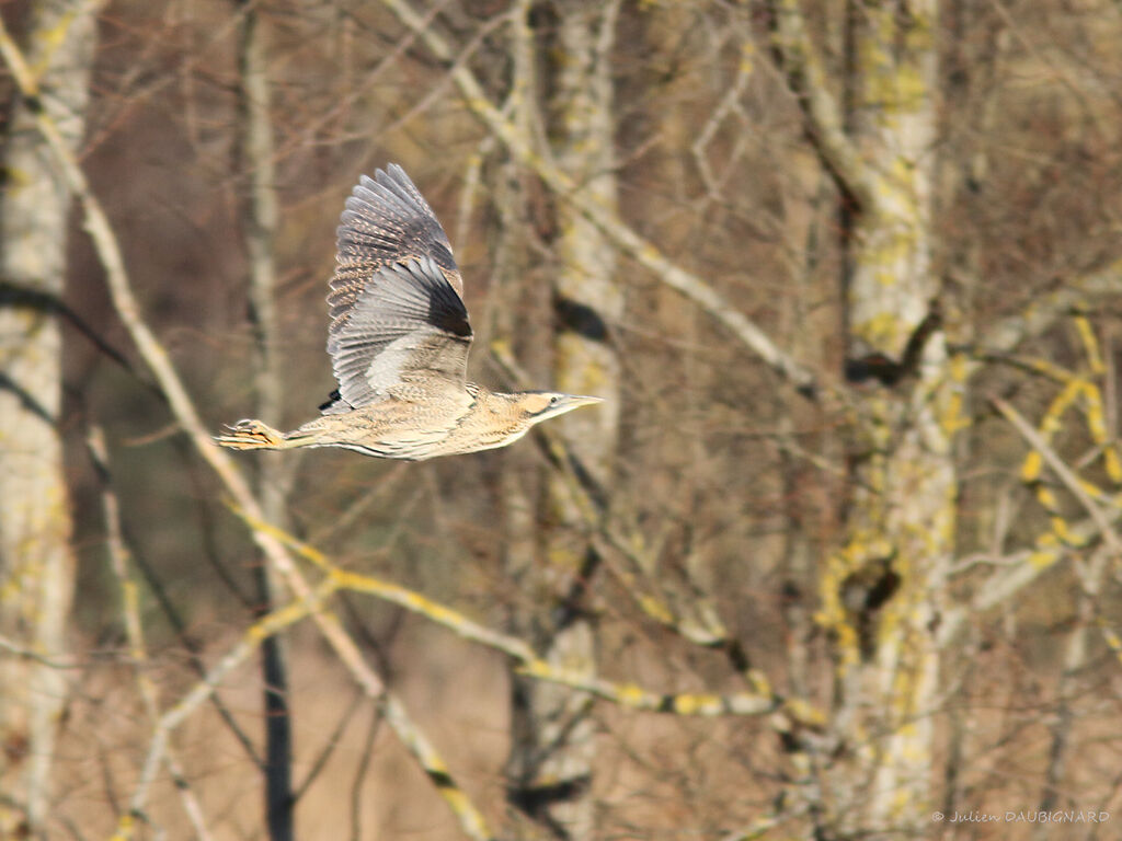 Eurasian Bittern, Flight