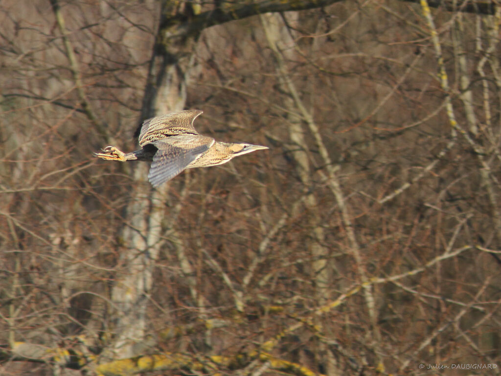 Eurasian Bittern, Flight