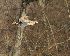 Eurasian Bittern