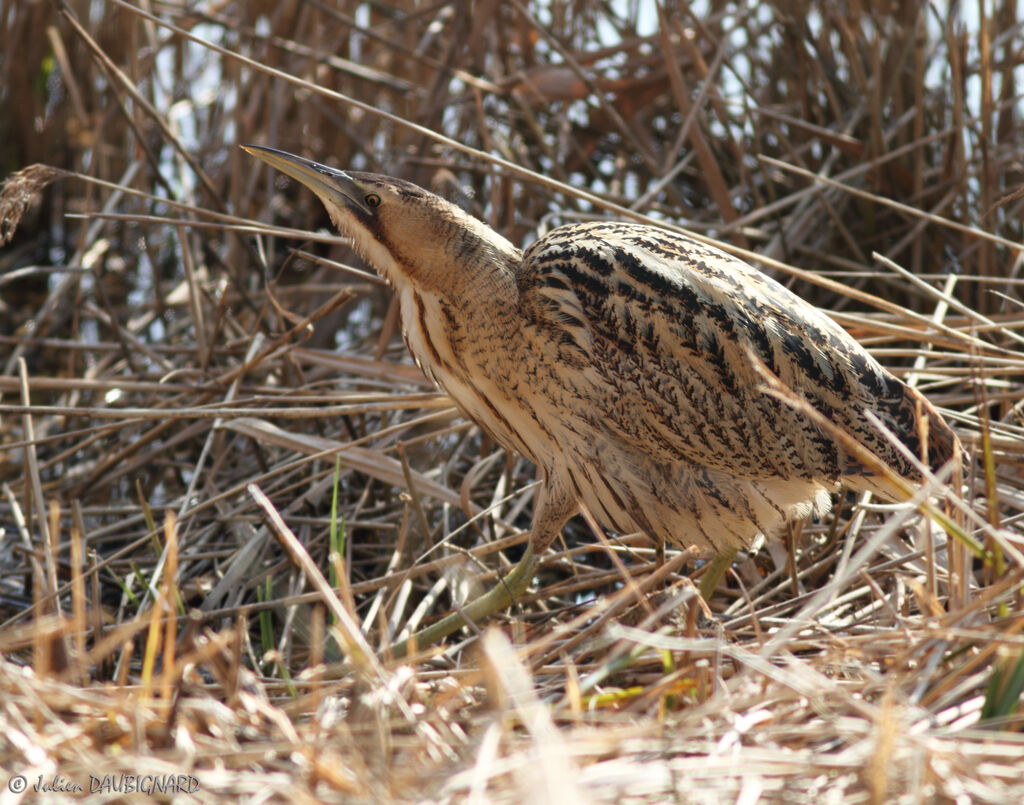 Butor étoilé, identification