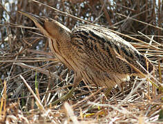 Eurasian Bittern