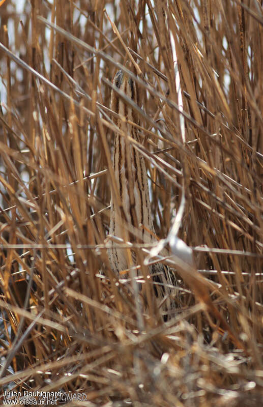 Butor étoiléadulte, habitat, camouflage, Comportement