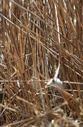 Eurasian Bittern