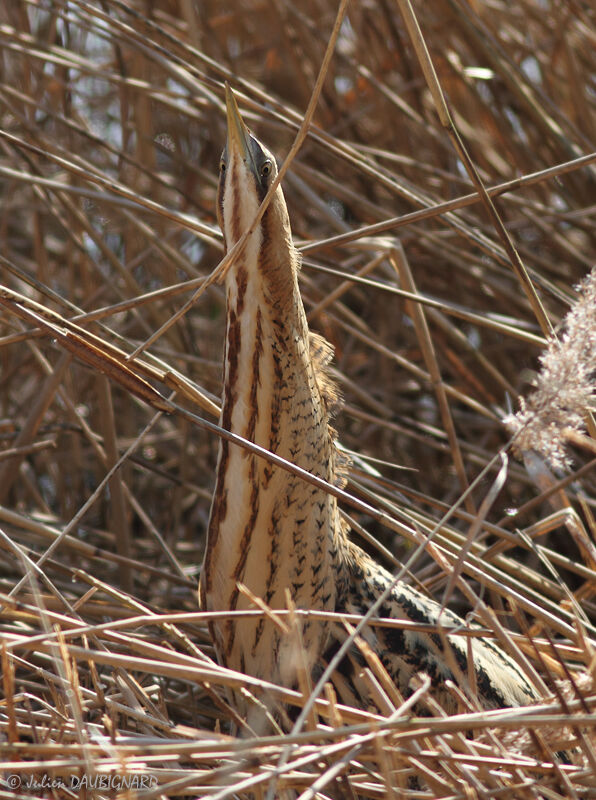 Butor étoilé, identification