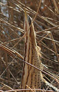 Eurasian Bittern