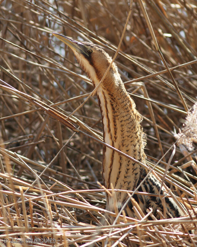 Butor étoilé, identification