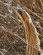 Eurasian Bittern