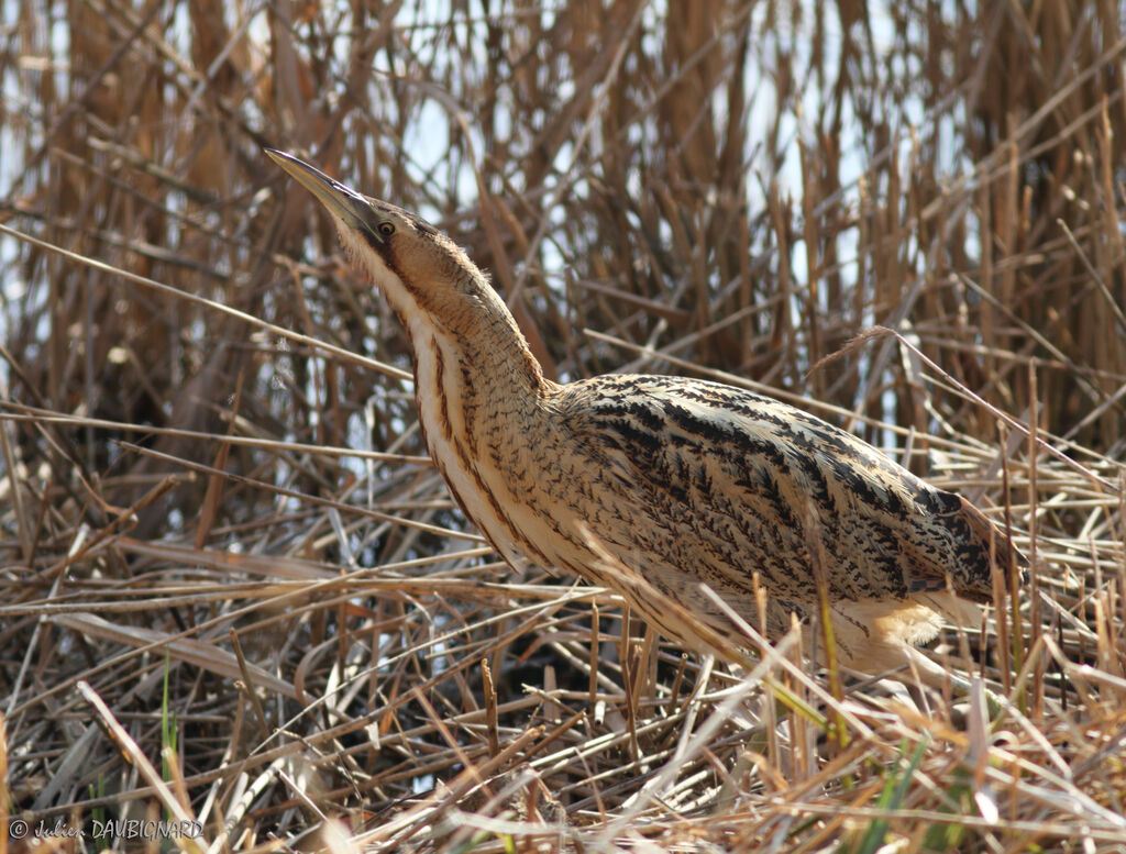 Butor étoilé, identification