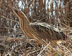 Eurasian Bittern