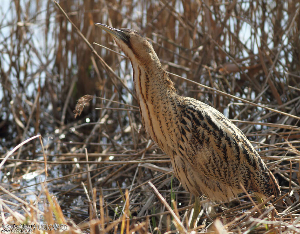 Eurasian Bitternadult, identification