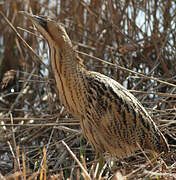 Eurasian Bittern