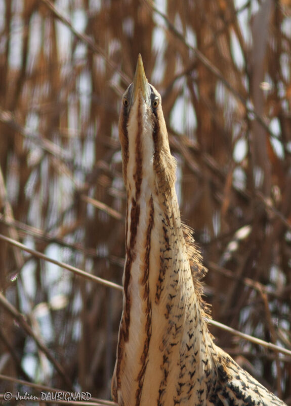 Eurasian Bittern