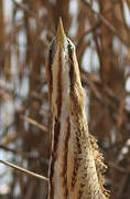 Eurasian Bittern