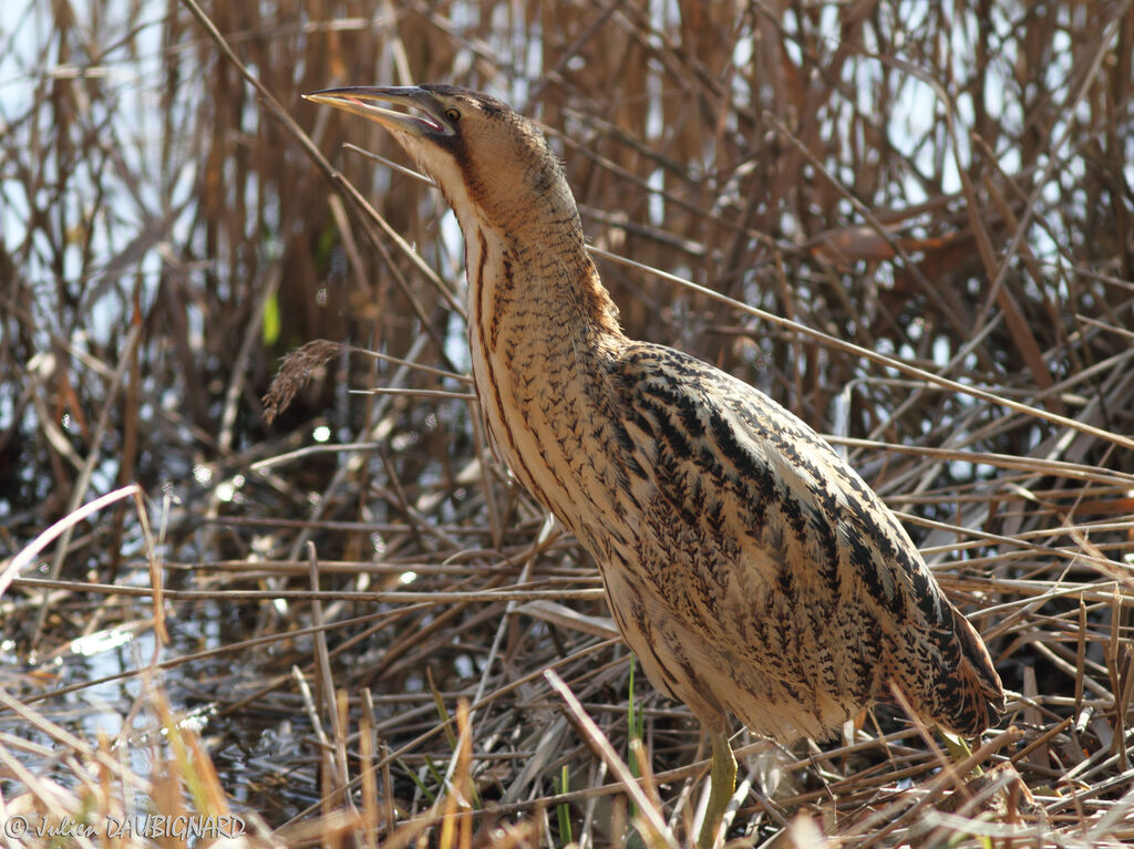 Butor étoilé, identification