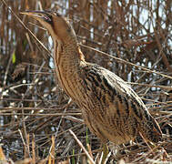 Eurasian Bittern