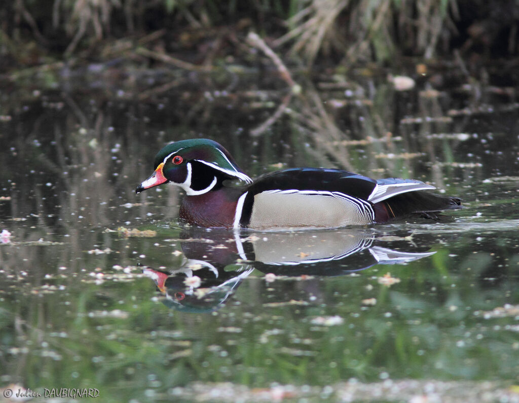 Canard carolin mâle adulte, identification