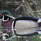 Canard carolin