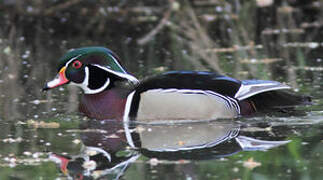 Wood Duck