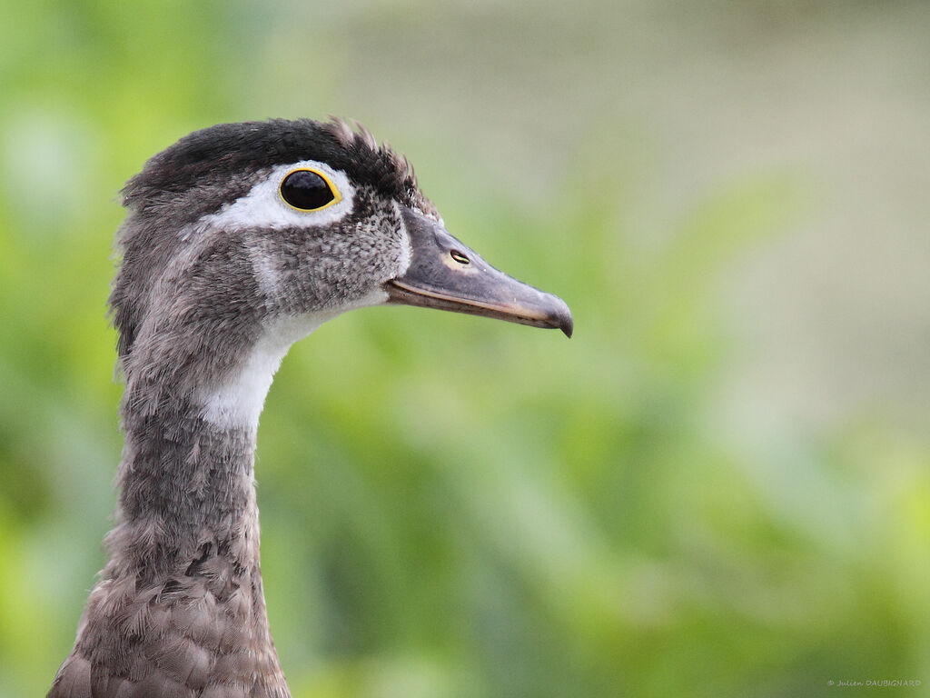 Canard carolin femelle, portrait