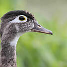 Canard carolin