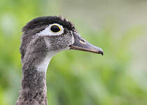 Canard carolin