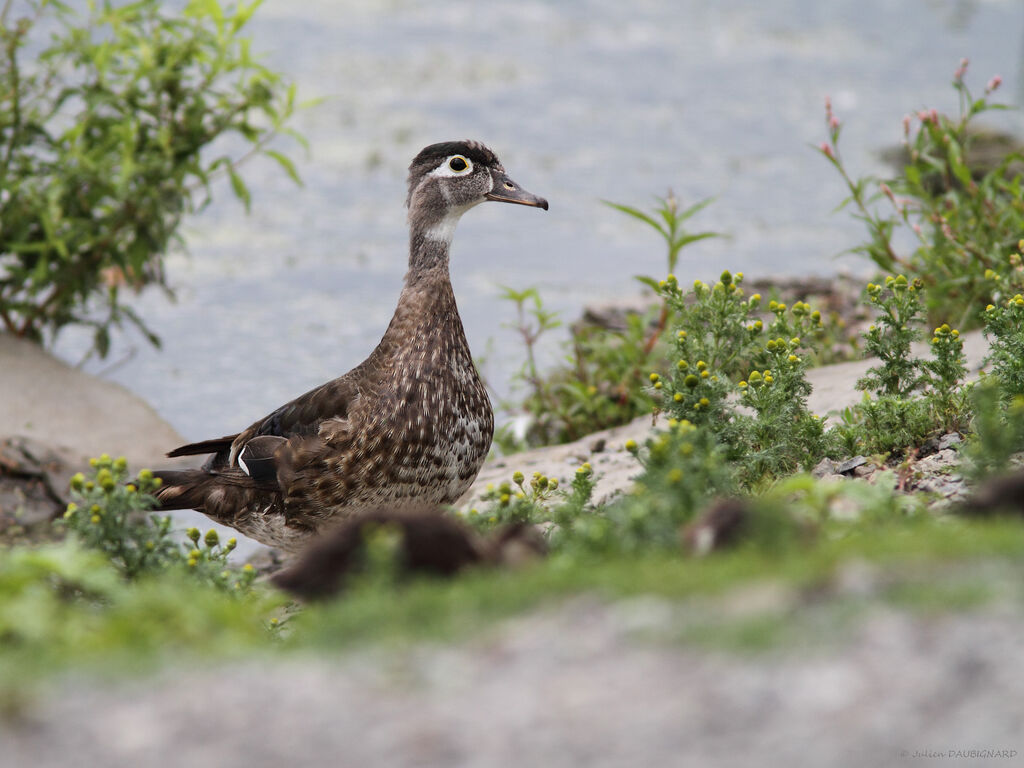 Canard carolin femelle, identification