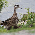 Canard carolin