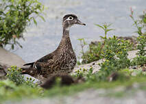 Canard carolin