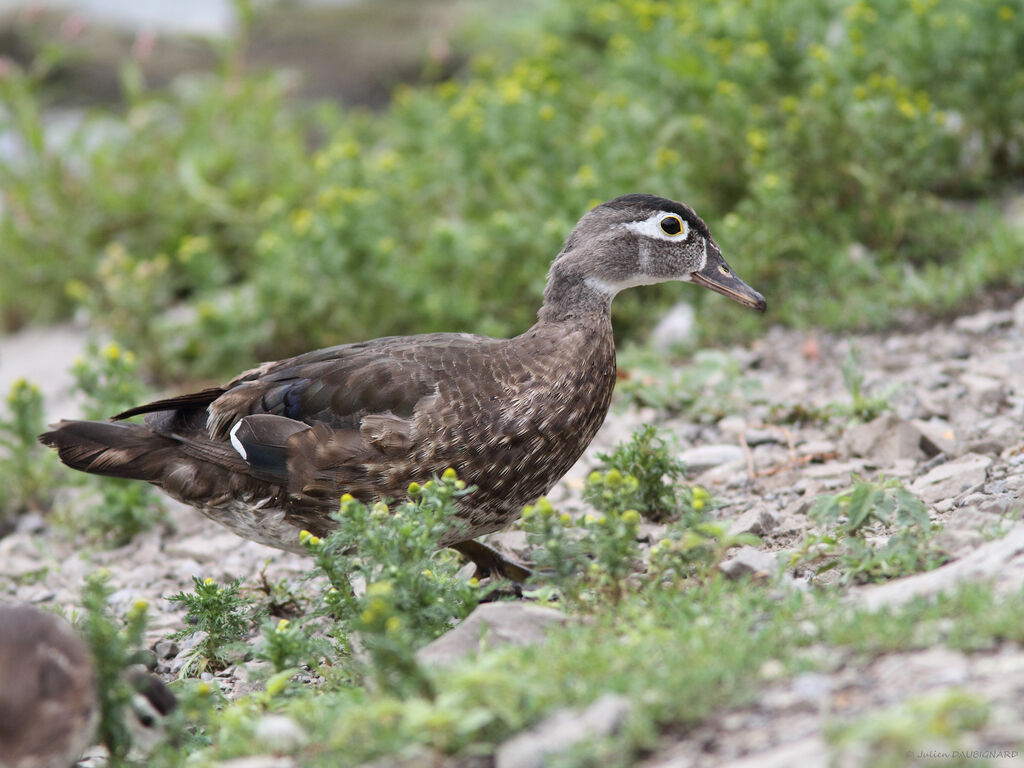 Canard carolin femelle, identification