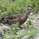 Canard carolin