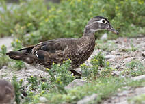 Canard carolin