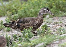 Wood Duck